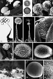 Attēlu rezultāti vaicājumam “Oligonema flavidum sessile”