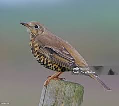 Attēlu rezultāti vaicājumam “Turdus viscivorus”