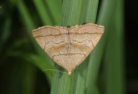 Attēlu rezultāti vaicājumam “Herminia tarsicrinalis”