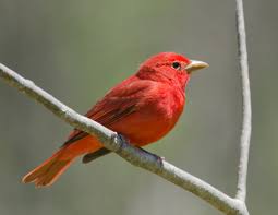 Image result for Piranga rubra