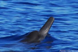 Image result for Mesoplodon bidens