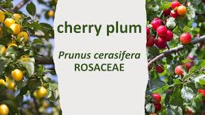 Attēlu rezultāti vaicājumam “Prunus cerasifera fruit”