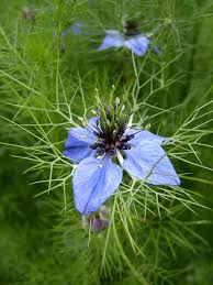 Image result for Nigella damascena