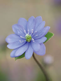 Attēlu rezultāti vaicājumam “Hepatica nobilis flower”
