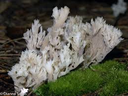 Attēlu rezultāti vaicājumam “Clavulina amethystina”