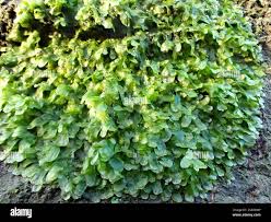 Attēlu rezultāti vaicājumam “Metzgeria furcata”