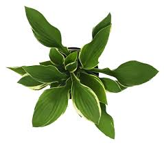 Attēlu rezultāti vaicājumam “Hosta sp.”