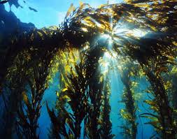 Attēlu rezultāti vaicājumam “Physarum obscurum macro”