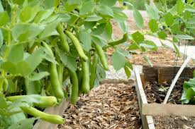 Image result for Dicke Bohnen