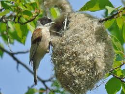 Attēlu rezultāti vaicājumam “Remiz pendulinus nest”