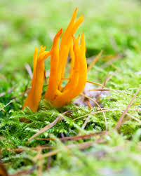 Attēlu rezultāti vaicājumam “Calocera pallidospathulata”
