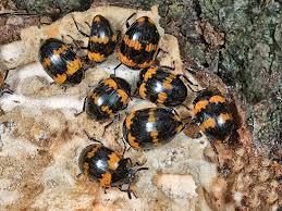 Attēlu rezultāti vaicājumam “Diaperis boleti”