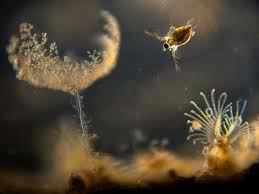 Attēlu rezultāti vaicājumam “Heterotrichia pomiformis (syn. Arcyria pomiformis)”