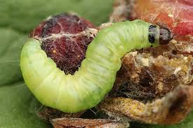 Attēlu rezultāti vaicājumam “Zophodia grossulariella”