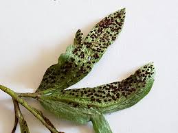 Attēlu rezultāti vaicājumam “Tranzschelia anemones”