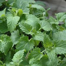 Image result for Nepeta cataria