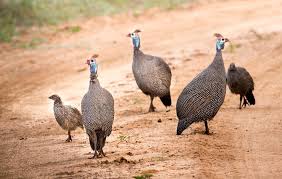 Attēlu rezultāti vaicājumam “Numida meleagris adult”