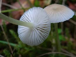 Attēlu rezultāti vaicājumam “Mycena filopes”
