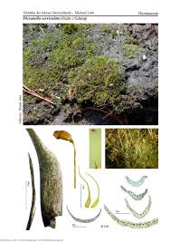 Attēlu rezultāti vaicājumam “Dicranella cerviculata”