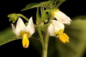Attēlu rezultāti vaicājumam “Solanum nigrum flower”