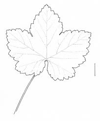 Attēlu rezultāti vaicājumam “Ribes spicatum”