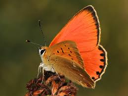 Attēlu rezultāti vaicājumam “Lycaena virgaureae male”