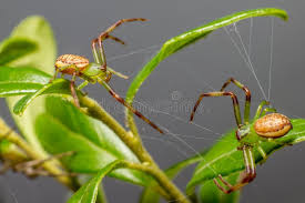 Attēlu rezultāti vaicājumam “Diaea dorsata”