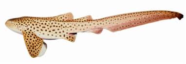 Image result for Stegostoma tigrinum