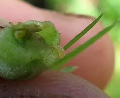 Attēlu rezultāti vaicājumam “Geocrypta galii”