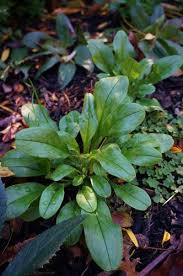 Attēlu rezultāti vaicājumam “Myosotis sylvatica leaf”
