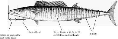 Image result for Acanthocybium solandri