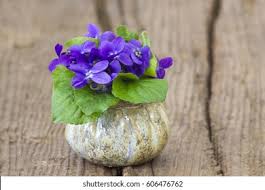 Attēlu rezultāti vaicājumam “Viola odorata bud”