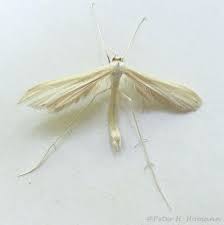 Attēlu rezultāti vaicājumam “Pterophoridae”