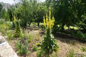Image result for Verbascum densiflorum