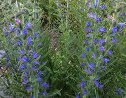 Attēlu rezultāti vaicājumam “Echium vulgare bud”