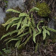 Attēlu rezultāti vaicājumam “Asplenium viride”