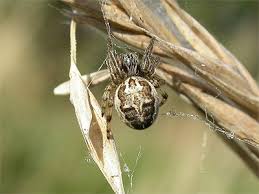Attēlu rezultāti vaicājumam “Larinioides cornutus”