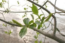 Attēlu rezultāti vaicājumam “Salix pentandra flower”