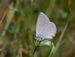 Attēlu rezultāti vaicājumam “Cupido minimus underside”