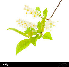 Attēlu rezultāti vaicājumam “Prunus padus var. roseiflora flower”