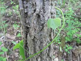 Attēlu rezultāti vaicājumam “Menispermum dauricum fruit”