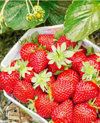 Attēlu rezultāti vaicājumam “Fragaria x ananassa”