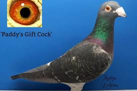 Image result for Abbeyton & Broomfield Racing Pigeons