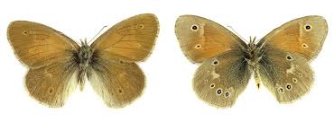 Attēlu rezultāti vaicājumam “Coenonympha tullia”