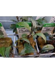 Risultati immagini per bucephalandra pinoh red stem