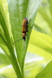 Attēlu rezultāti vaicājumam “Denticollis linearis”