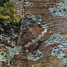 Attēlu rezultāti vaicājumam “Perizoma affinitata”