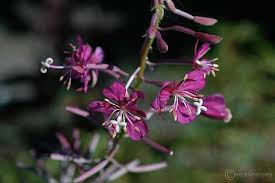 Image result for Epilobium angustifolium