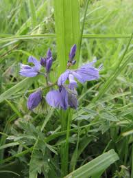Attēlu rezultāti vaicājumam “Polygala vulgaris leaf”