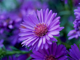 Image result for Aster alpinus